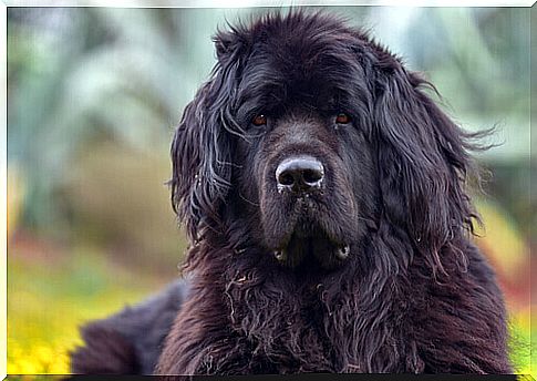 Let's get to know the Newfoundland breed together