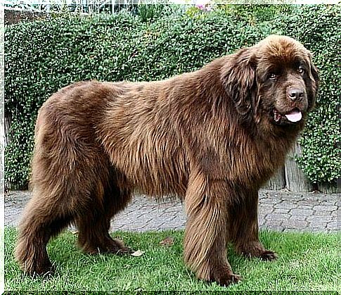 Newfoundland dog in the garden 