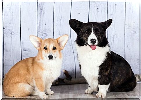 Let's get to know the Welsh Corgi Cardigan together