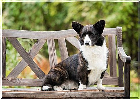 Welsh Corgi Cardigan on the bench