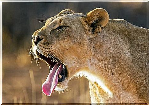 Lioness yawns 