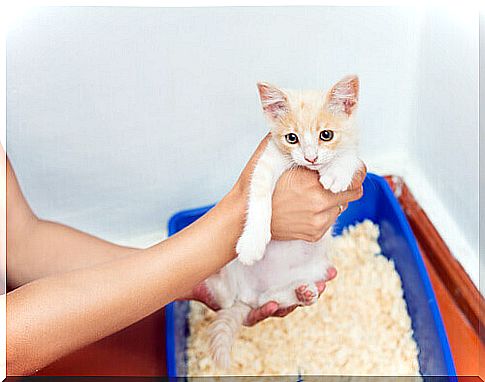 Litter box: why doesn't my cat use it?