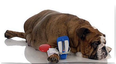 Liver problems in dogs: symptoms and prevention