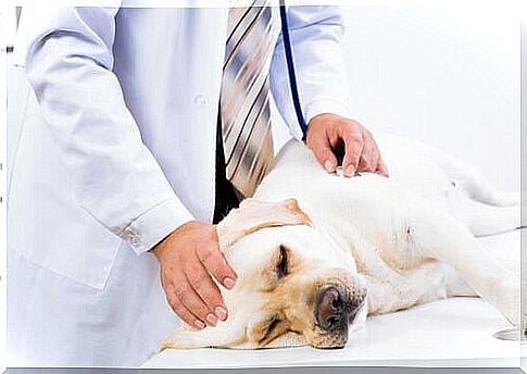 Veterinarian visiting a dog.