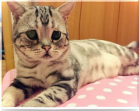 We present Luhu, the saddest cat in the world