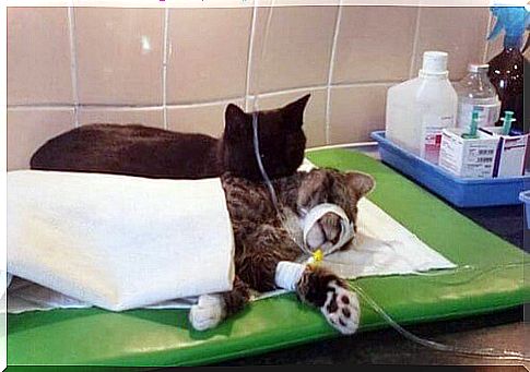 cats-in-hospital