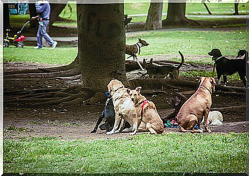 dogs-in-the-street