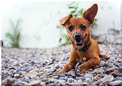 un cagnolino di color marrone steso sulla ghiaia