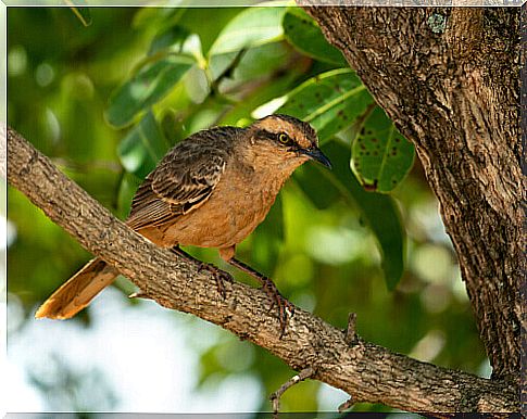 Mockingbird, the bird that mimics the song of other species