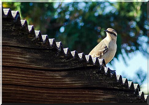 Mockingbird on the roof tiles.