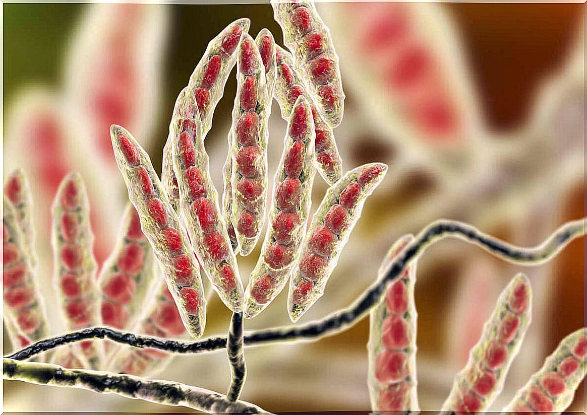 Un fungo produttore di micotossine al microscopio.