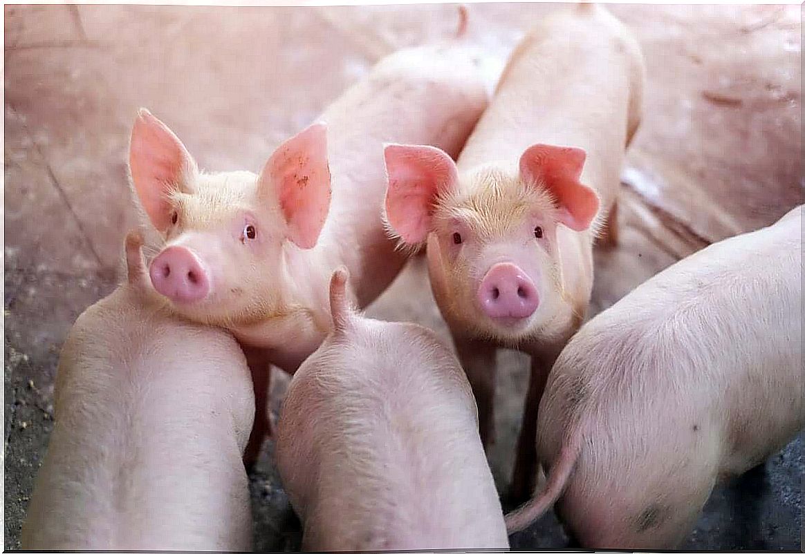 A group of piglets on a farm.