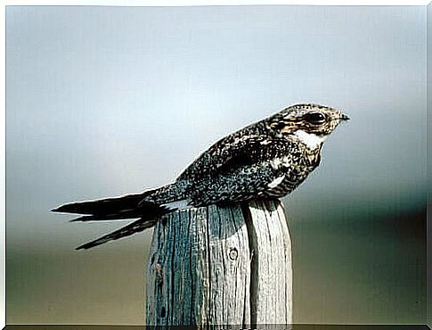 Nacunda nighthawk: habitat and behavior