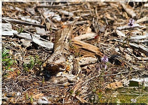 Nacunda nighthawk perched on the ground.