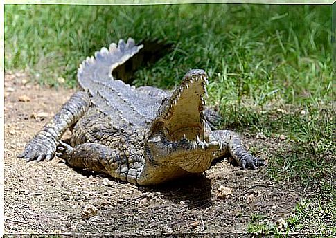 Crocodile with wide open mouth 