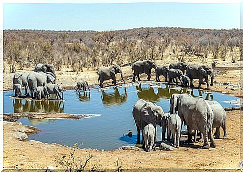 Elephants in the Etosha National Park