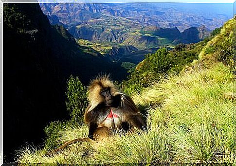 Gelada baboon