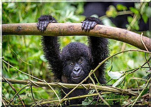 Mountain gorilla cub