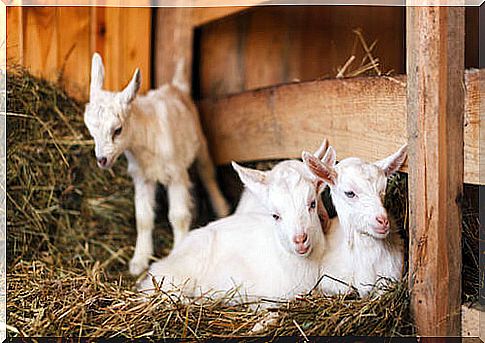 Newborn goats on a farm.