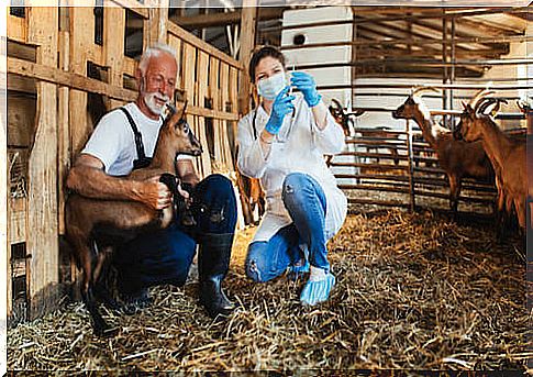 Veterinarian vaccinating a goat together with a breeder.