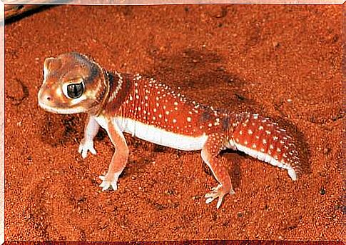 A gecko on the sand.