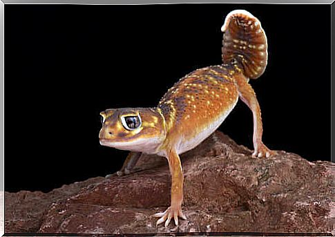 Gecko with raised tail.