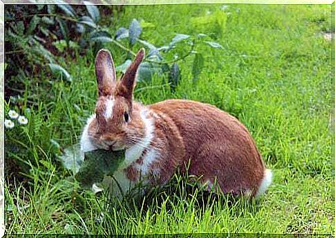 rabbit eats a leaf: obesity in rabbits