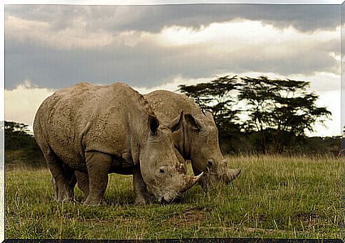 One of the last northern white rhinos dies