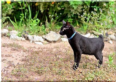 Japanese bobtail with blue collar