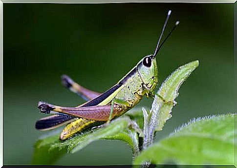 Orthoptera insects: this is what they are