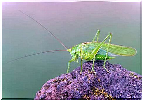 Orthoptera: green cricket on a stone