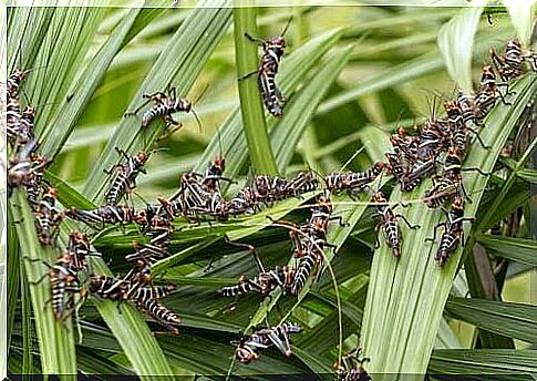 Orthoptera insects on a plant