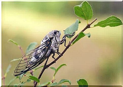 Cicada on a sprig