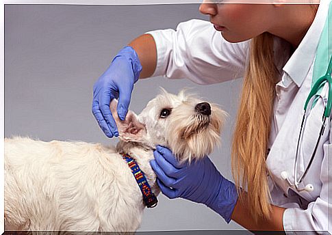 check-otitis-at-the-vet