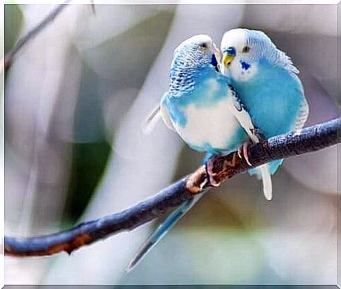 Pair of parakeets