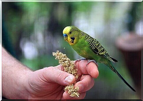 Parakeet on hand of person