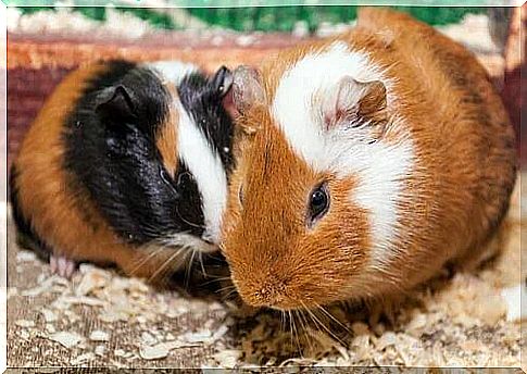 Guinea pigs