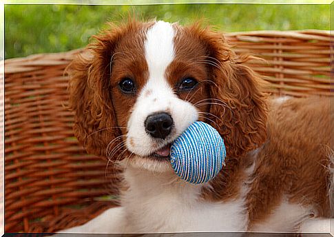 Dog with ball in the basket