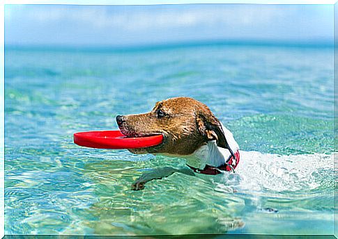 Dog with frisbee in the sea