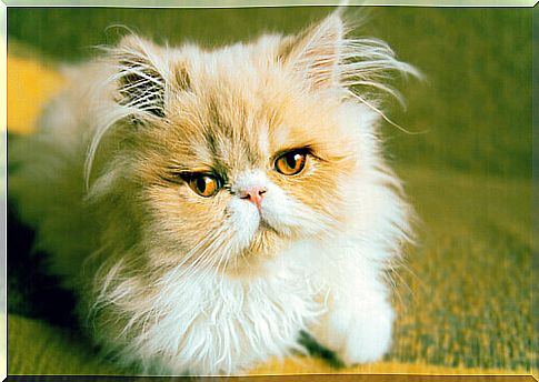 Persian cats: pure Turkish aristocracy