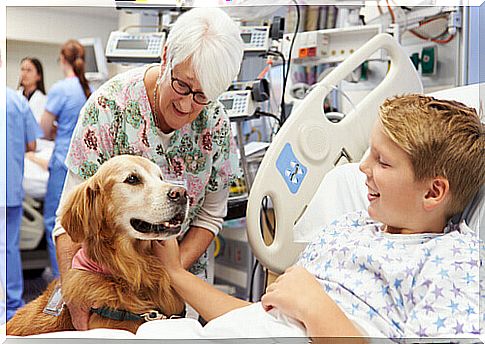 Dog with child in hospital for pet therapy