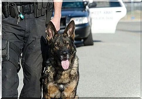 Police dog.