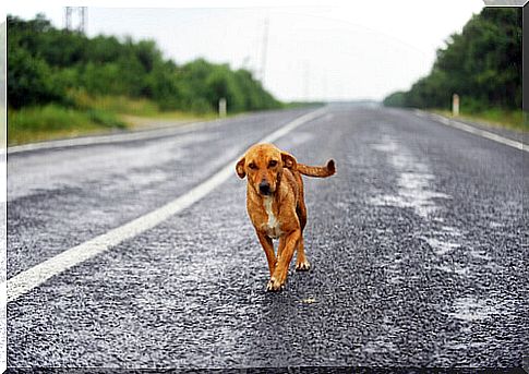 Pilot takes off in the car and saves a dog's life