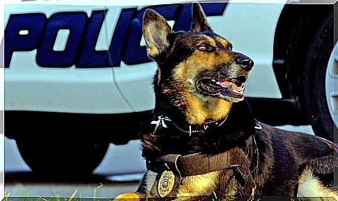 Police dog retires