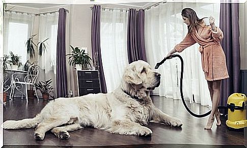 girl vacuuming around her dog