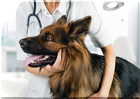 veterinary hugs wolf dog