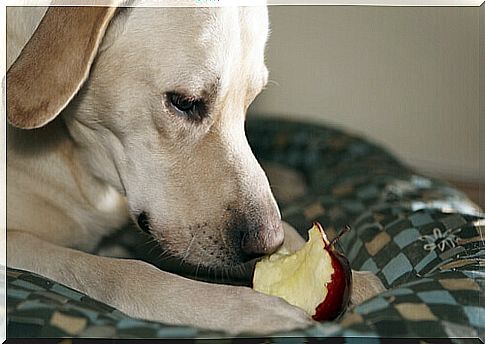 dog-with-apple