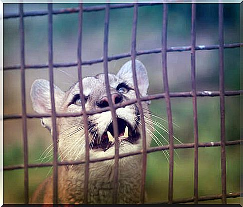 Released a circus puma who lived for ten years chained to a van