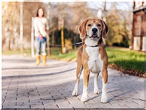 mistress takes a dog for a walk with the retractable leash