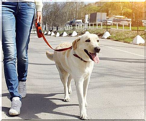 a labrador walks down the street on a retractable leash